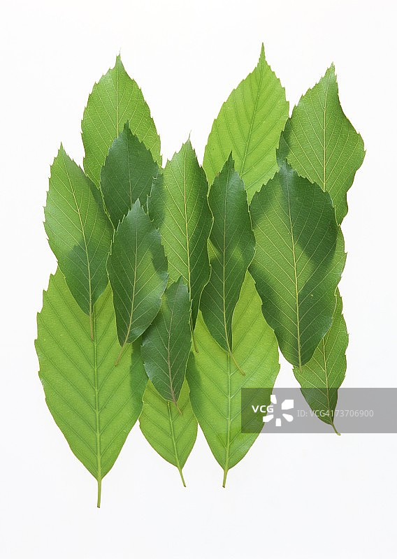 日本蓝橡树叶图片素材