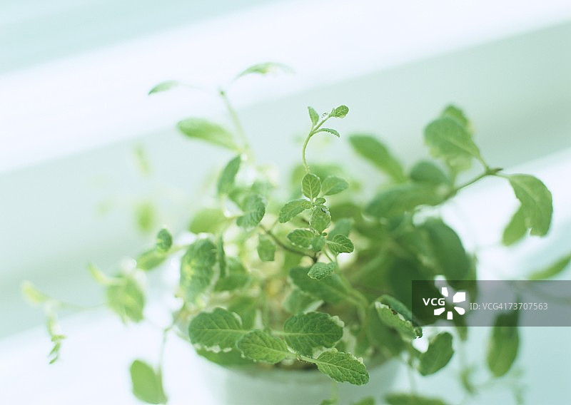 盆栽苹果薄荷图片素材