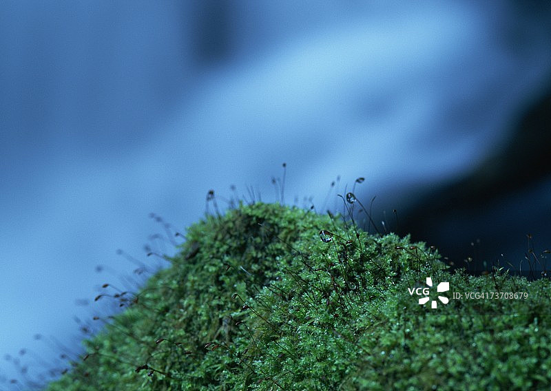 淡绿色苔藓图片素材