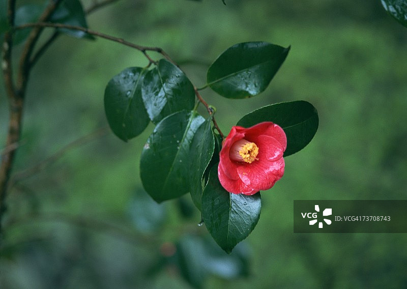 山茶花图片素材