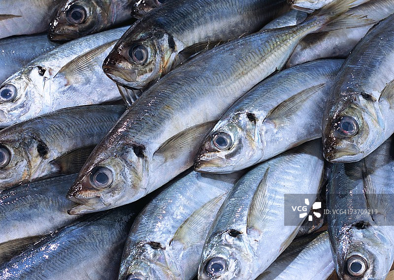 普通竹荚鱼图片素材