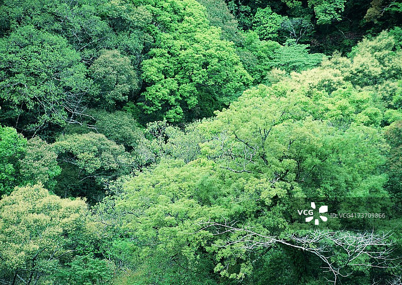 森林图片素材