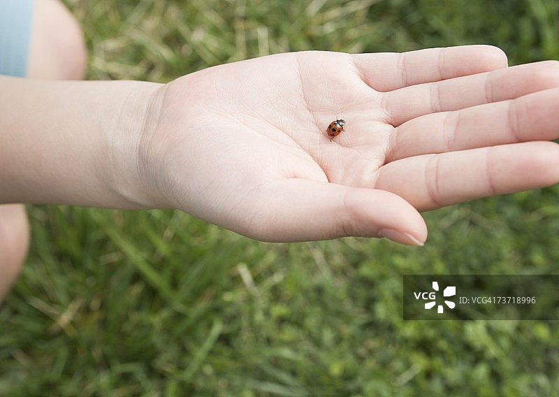 田野里手上的一个可爱瓢虫图片素材