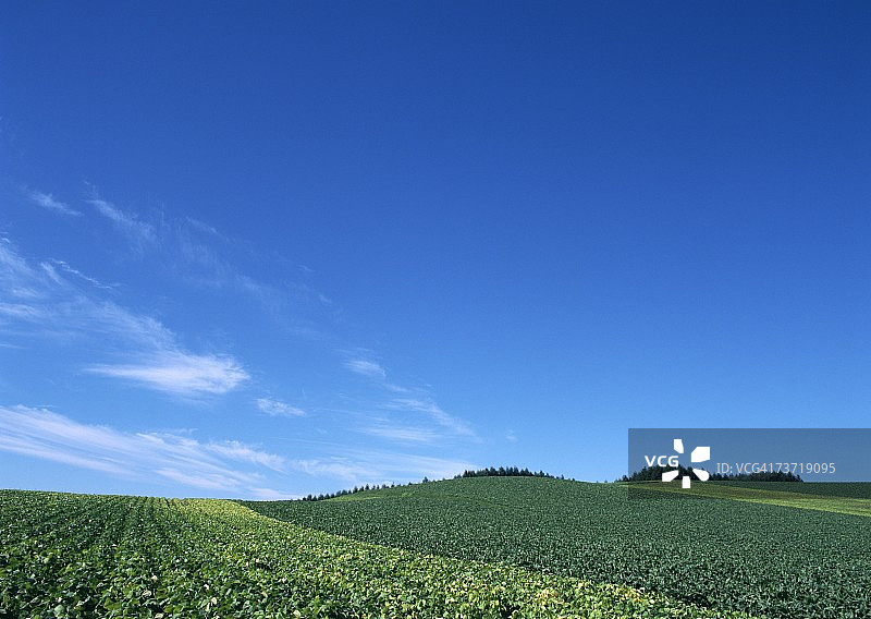 豌豆田和甜菜田图片素材