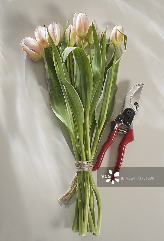一束粉色郁金香与园艺剪刀图片素材
