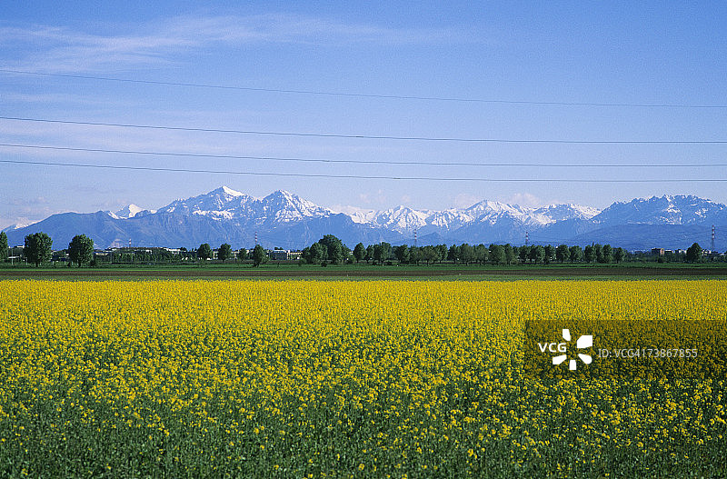 意大利伦巴第帕达纳平原：毛茛花田与山脉图片素材