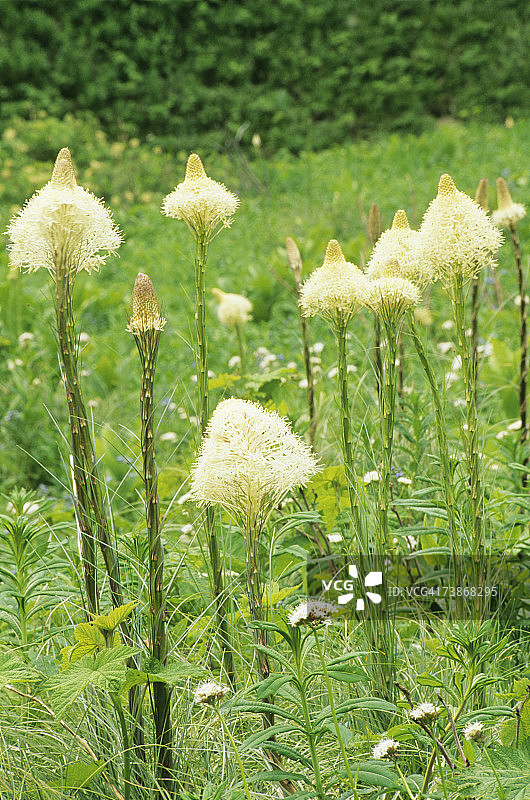 美国蒙大拿州冰川国家公园开花的熊草特写图片素材