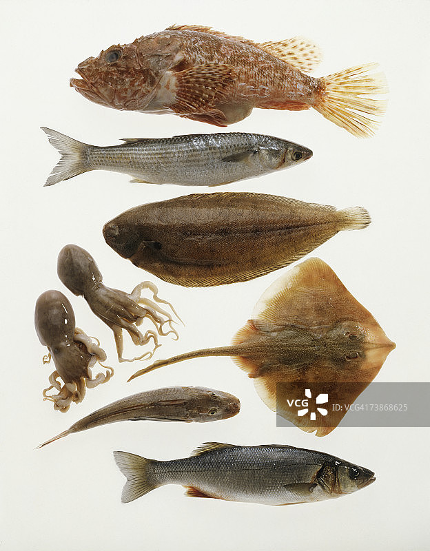 各种鱼类图片素材