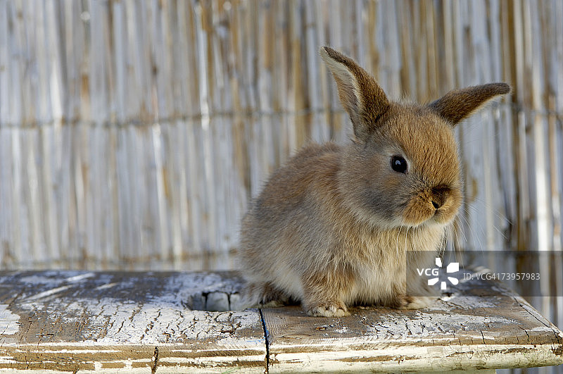 桌子上的兔子图片素材