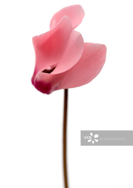 粉色仙客来花朵特写图片素材