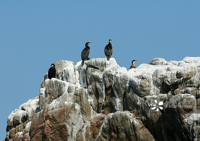 布列阿岛，法国布列塔尼，栖息在岩层上的鸬鹚图片素材