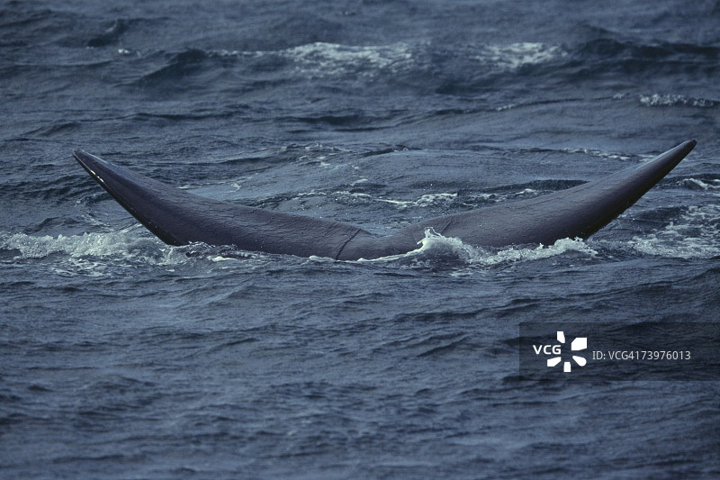 南露脊鲸潜入阿根廷瓦尔德斯半岛海域图片素材
