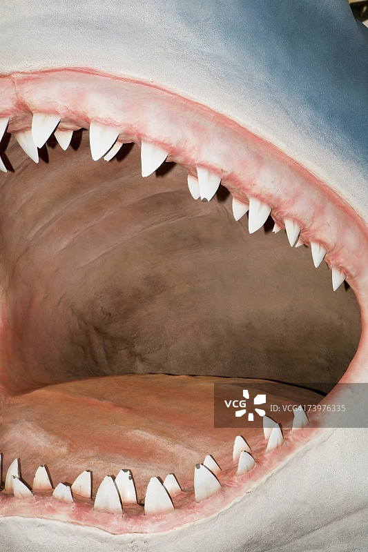 鲨鱼嘴内部图片素材