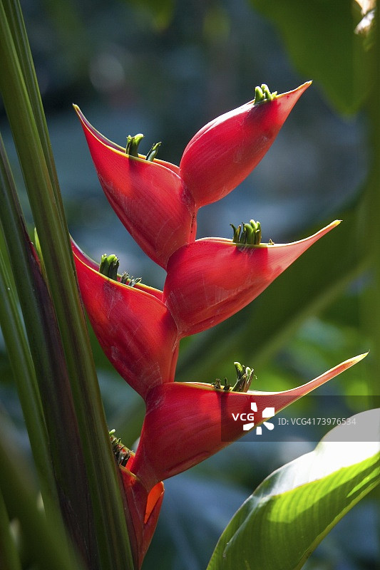 蝎尾蕉花特写图片素材