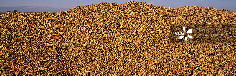 新鲜收获的花生堆图片素材