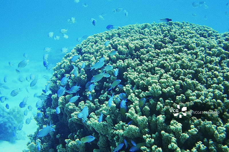 马朱罗，马绍尔群岛附近的鱼群图片素材