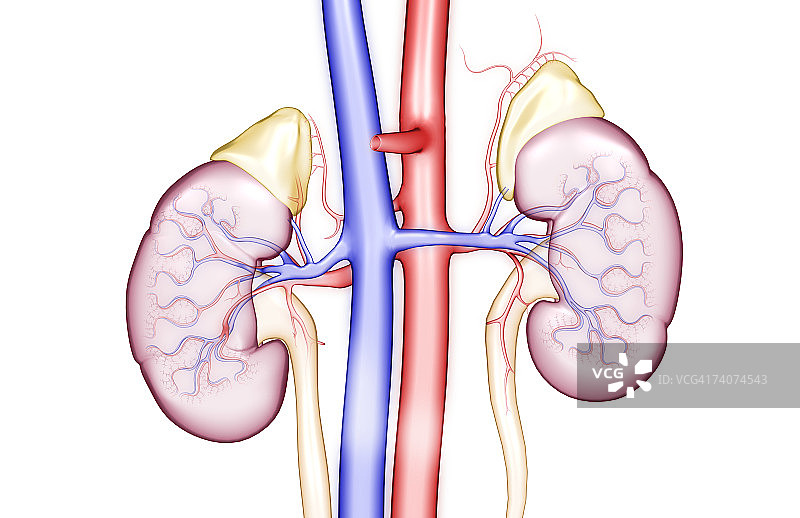 肾脏的血液供应图片素材