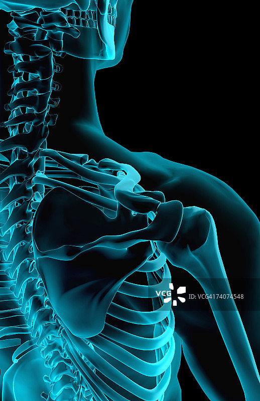 骨骼肩部图片素材