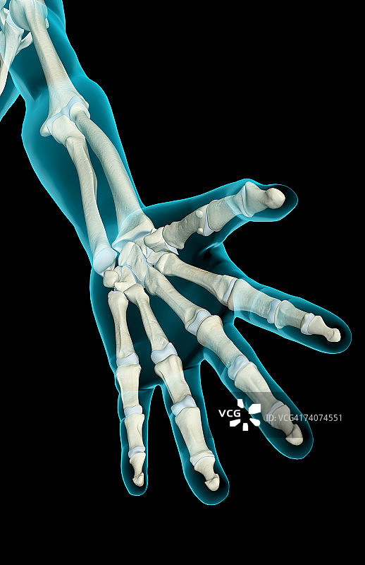 手臂的骨骼图片素材