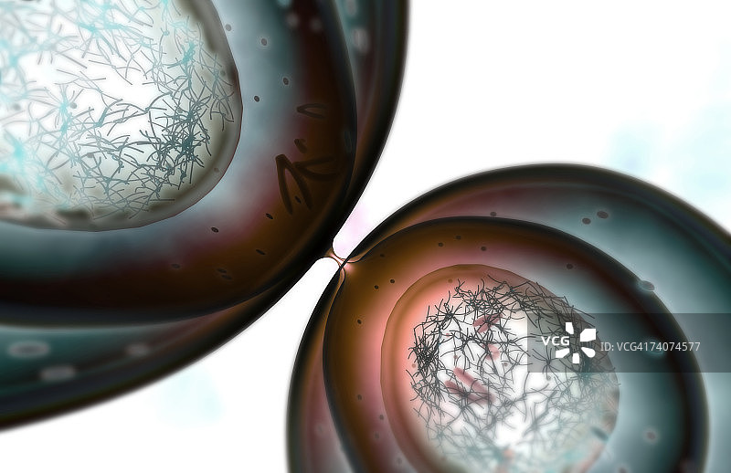 有丝分裂图片素材