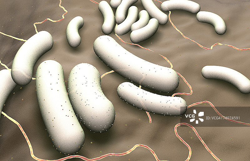 杆状细菌图片素材