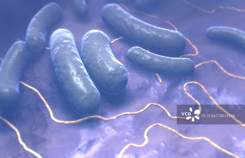 杆状细菌图片素材