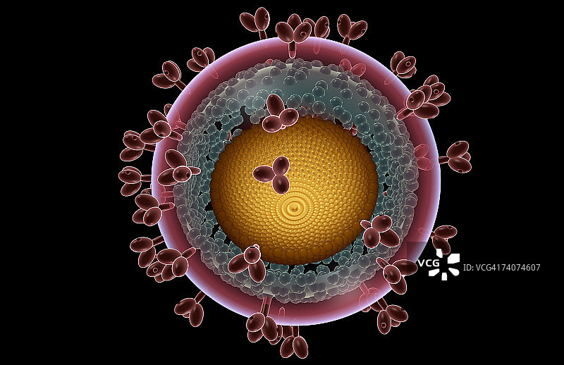 艾滋病毒的结构图片素材