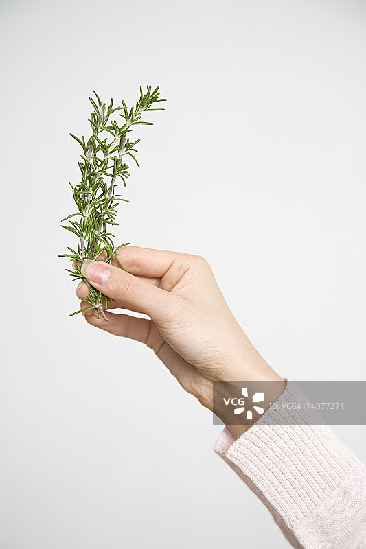 拿着迷迭香枝的人图片素材