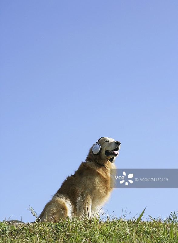 戴着耳机在户外听音乐的金毛犬图片素材