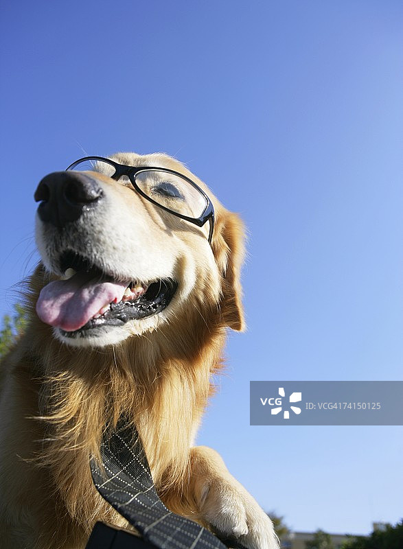 戴着眼镜和领带的金毛犬坐在户外图片素材