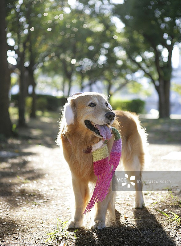 金色巡回猎犬戴着围巾在户外散步图片素材