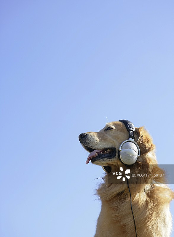 金毛寻回犬戴着耳机在户外听音乐图片素材