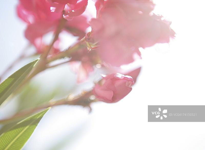 红色的花图片素材