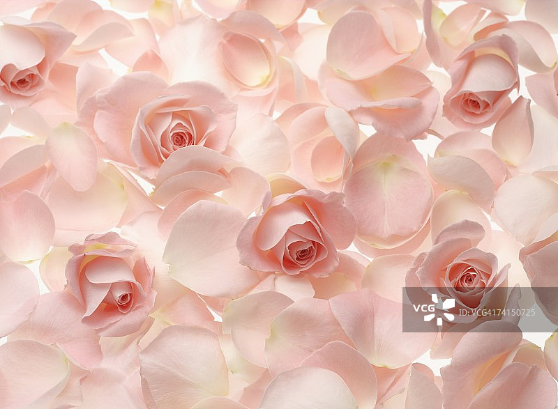 粉色玫瑰特写图片素材