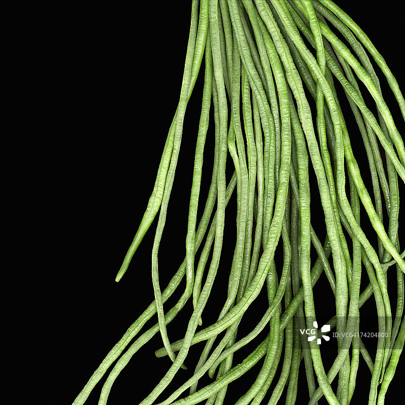 中国长豆角（Vigna sesquipedalis），工作室拍摄图片素材