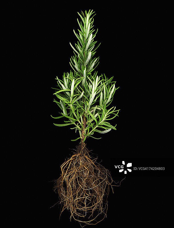 迷迭香（Rosmarinus officinalis）的影棚照图片素材