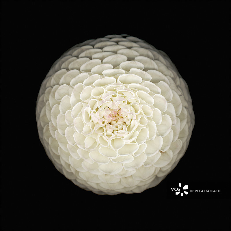 白色大丽花（Dahlia sp），影棚拍摄图片素材
