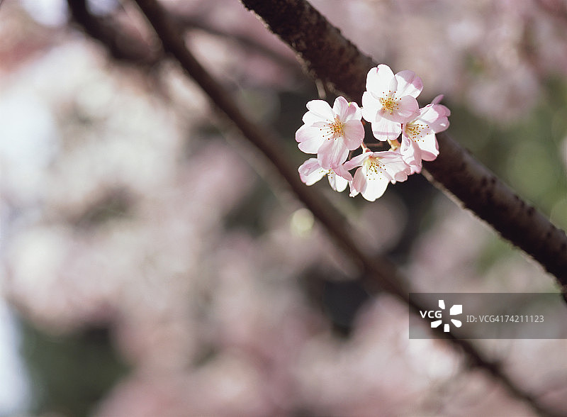 樱花图片素材