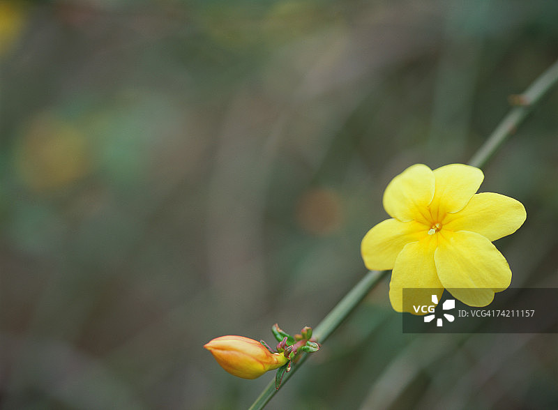 素馨花图片素材