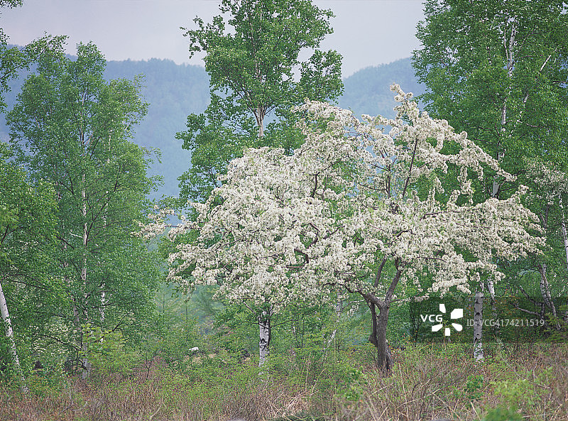 日本长野县乘鞍高原图片素材