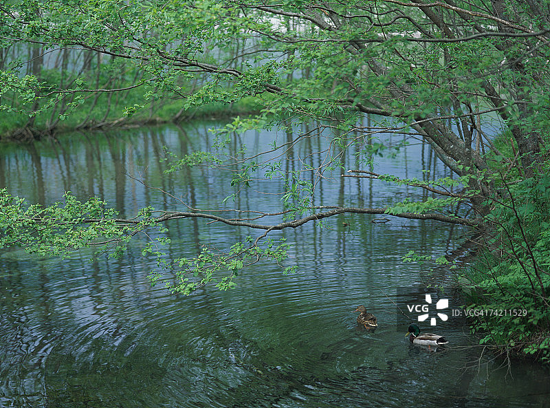 两只鸭子在湖里图片素材