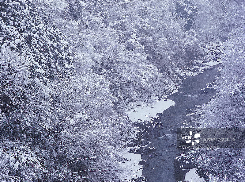 雪覆盖的树木图片素材