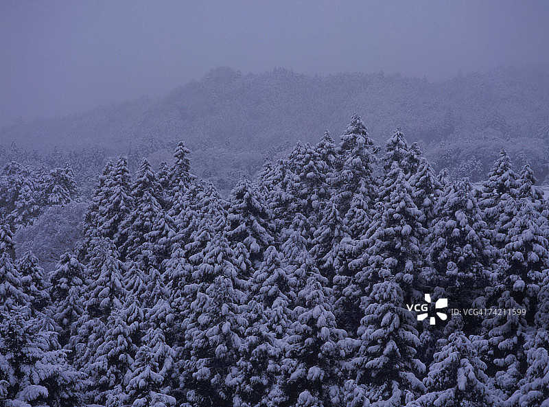 雪覆盖的树木图片素材