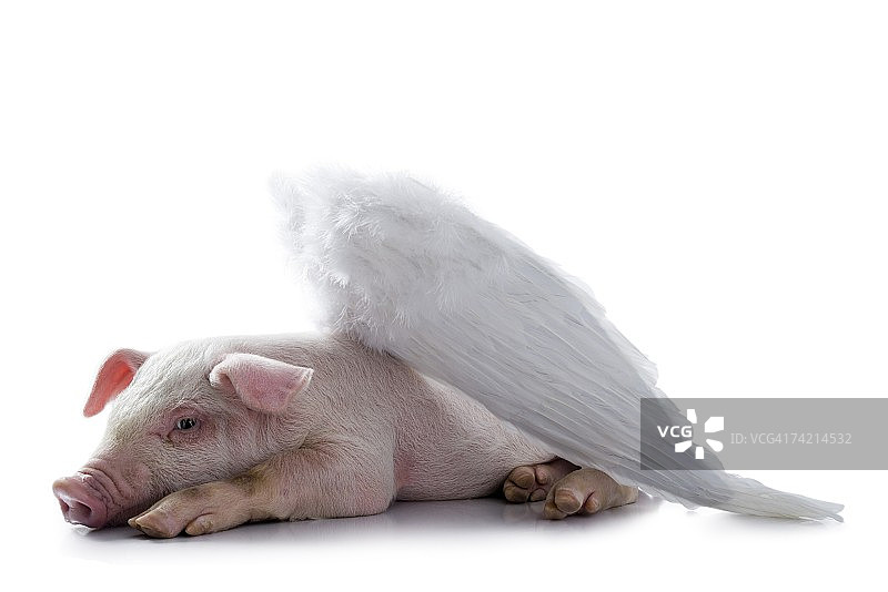 长着翅膀躺着的猪图片素材