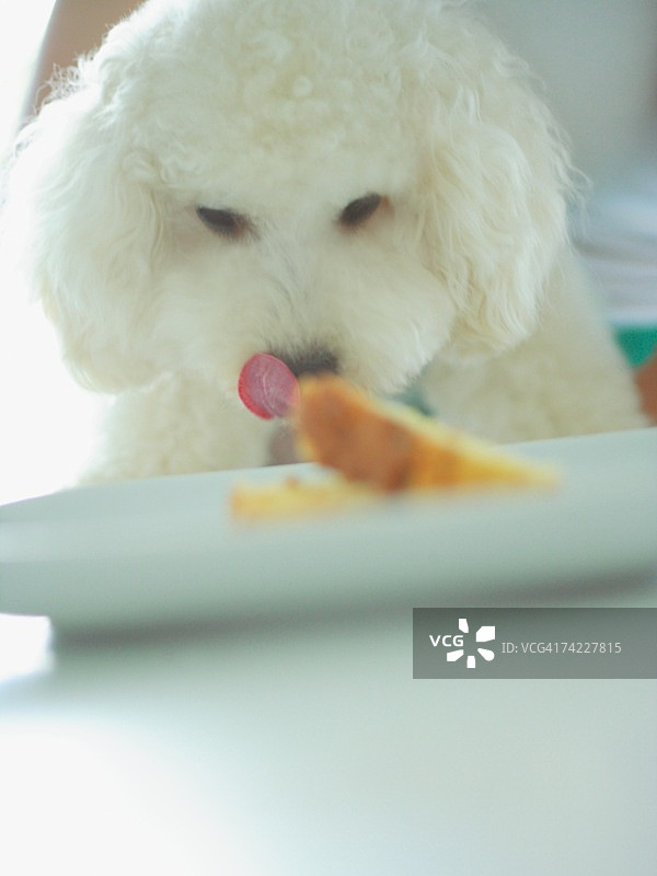 贵宾犬吃食物的特写图片素材