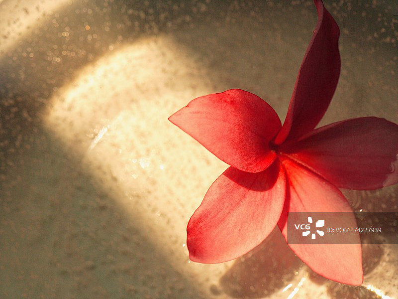 碗中鸡蛋花高角度景观图片素材