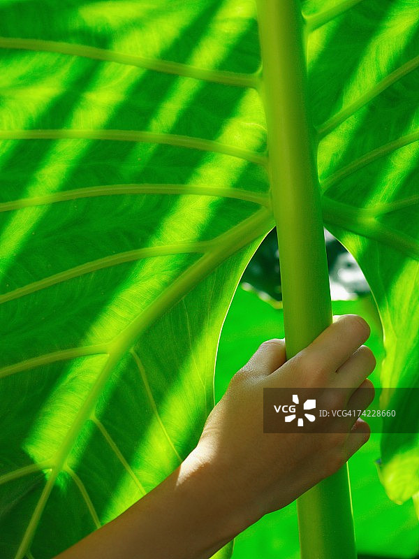 手持海芋茎的特写镜头图片素材