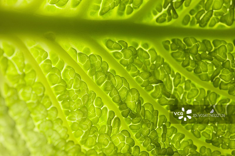 皱叶甘蓝叶子（细节）图片素材