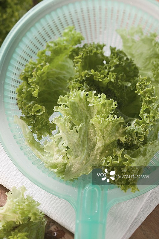 塑料滤网中的罗莎生菜（俯视）图片素材