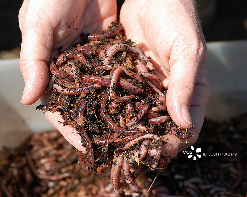 女人拿着蚯蚓，特写图片素材